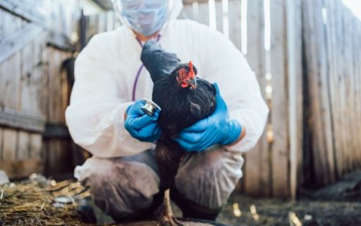 Grippe aviaire : une amélioration pour le printemps 2025 !