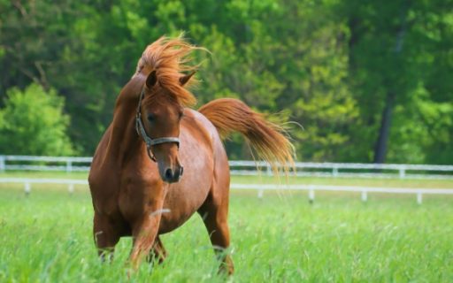 Vente de chevaux vivants : une baisse du taux de TVA en vue ?