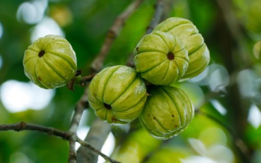 Garcinia cambogia : interdiction temporaire