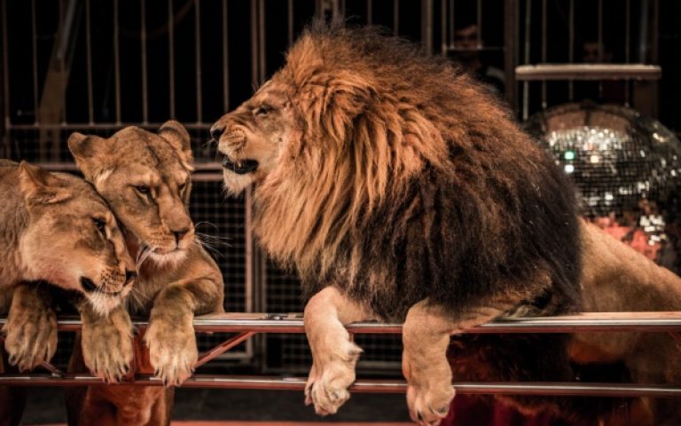 Interdiction des spectacles itinérants avec des animaux non domestiques : des aides possibles