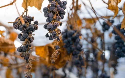 Vignes en friche : une sanction pour protéger les cultures