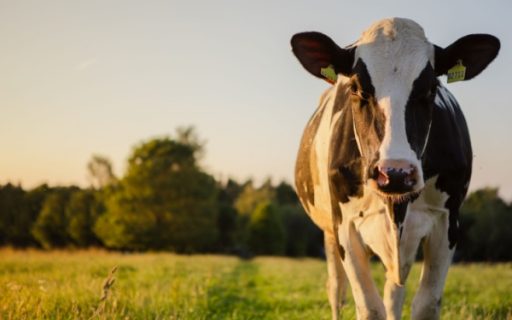 Agriculture : le point sur les mesures d’aide