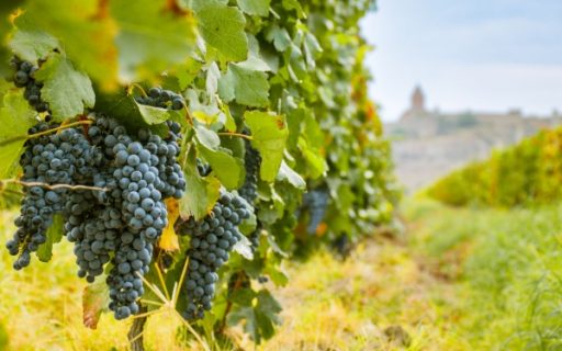 Secteur viticole : quelques nouveautés à connaître