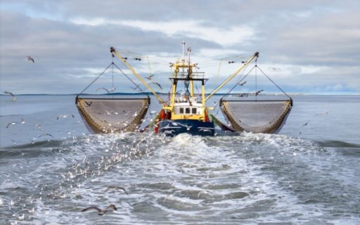 Déclaration des activités de pêche : passage à la déclaration électronique ?