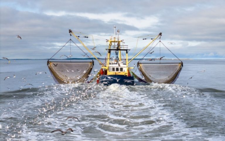 Déclaration des activités de pêche : passage à la déclaration électronique ?