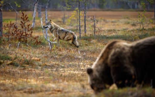 Protection des troupeaux contre les prédateurs : précisions sur les aides