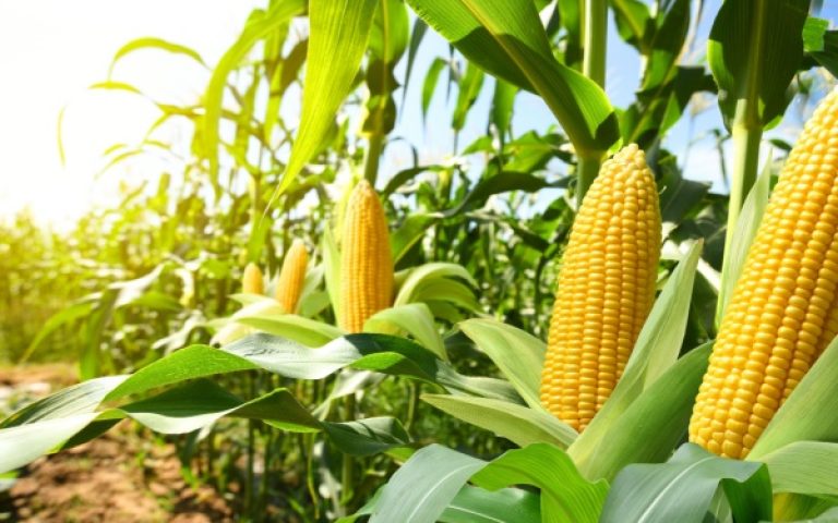 Produits alimentaires et TVA : et si leur utilisation n’est pas « normale » ?