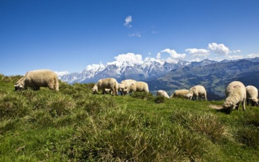 Aides contre la prédation : un calendrier à ne pas manquer