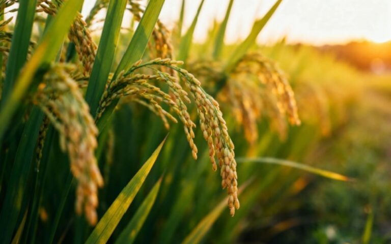 Capital décès : une protection renforcée pour les proches des non-salariés agricoles