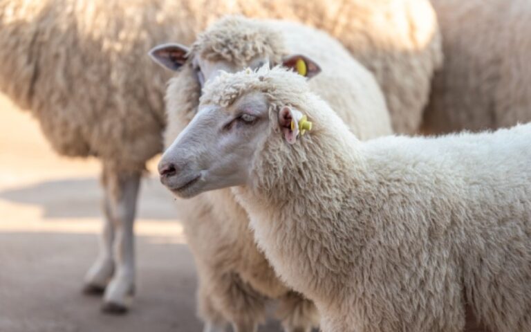 Identification des ovins et des caprins : des mouvements plus suivis