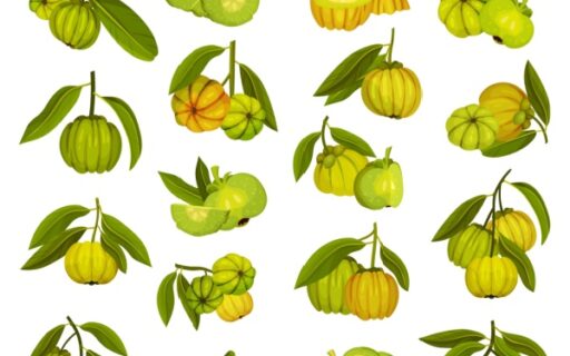 Garcinia cambogia : une interdiction temporaire toujours d’actualité ?
