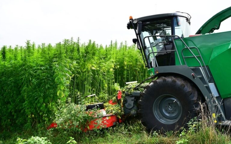 Agriculture : éligibilité des cultures de chanvre à la PAC