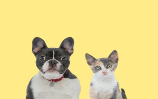 Vente d’animaux de compagnie : de nouvelles sanctions à connaître
