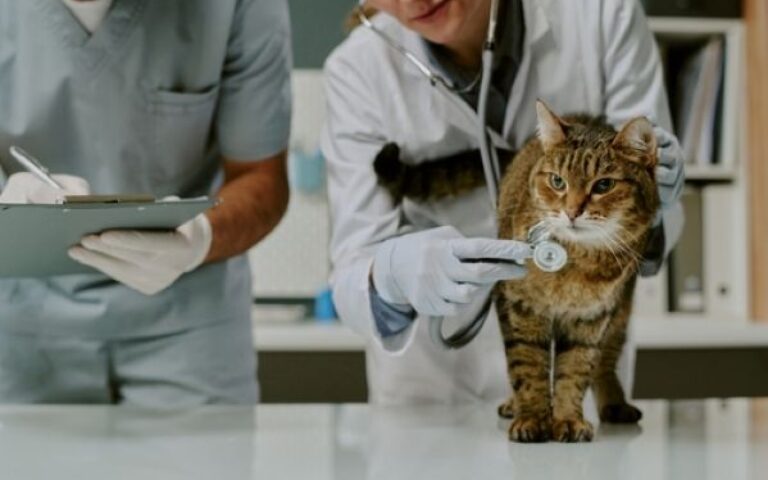 Cabinet des vétérinaires : des règles de fonctionnement précisées