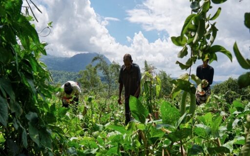 Exploitants agricoles ultramarins : évolution de l’exonération des cotisations sociales