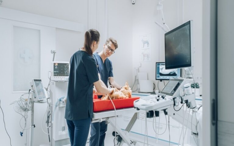 Vétérinaires : une délégation possible pour certains actes