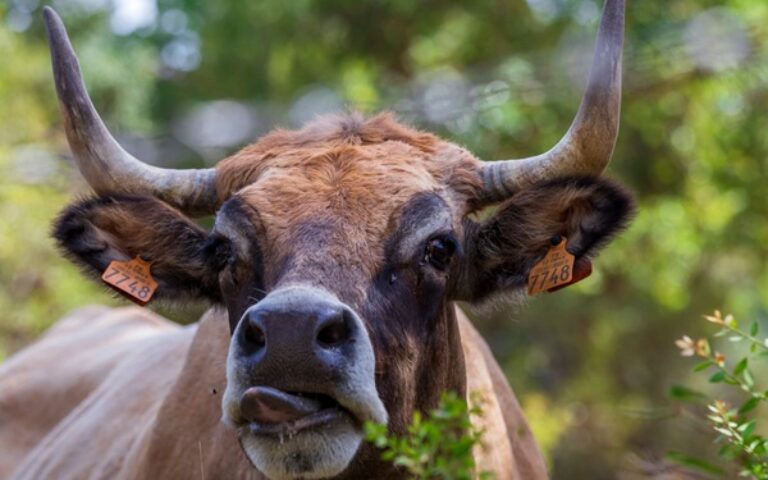 Aide aux bovins en Corse : des conditions précisées
